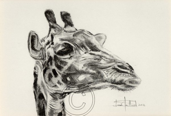 Pencil & Charcoal Study of Giraffe Headstudy